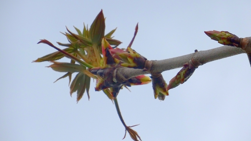 トチノキの冬芽と若葉 横浜市旭区都岡町