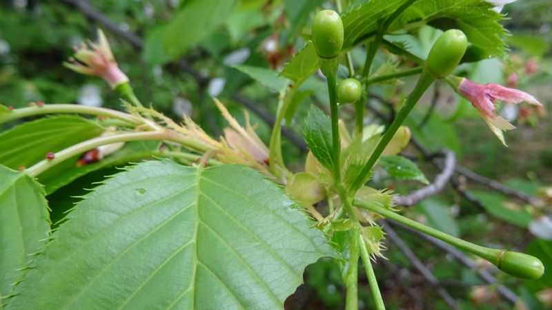 オオシマザクラの若い果実 川崎市幸区さいわいふるさと公園