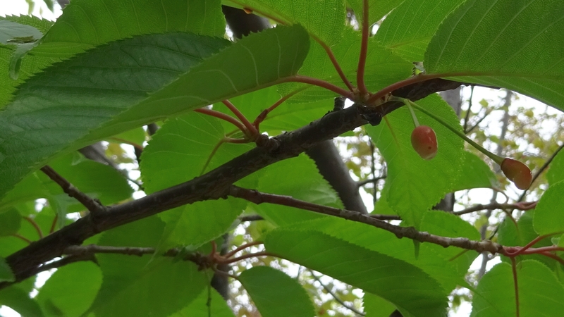 コヒガンザクラの若い果実 川崎市幸区さいわいふるさと公園