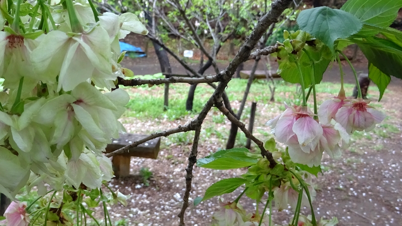 ウコンザクラの花 川崎市幸区さいわいふるさと公園