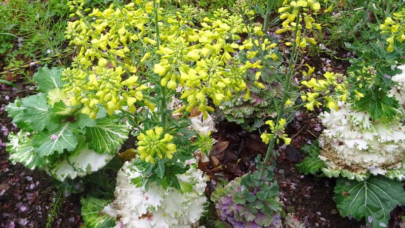 ハボタンの花 川崎市幸区さいわいふるさと公園