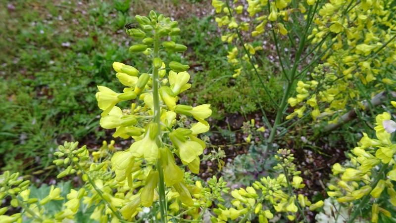 ハボタンの花 川崎市幸区さいわいふるさと公園