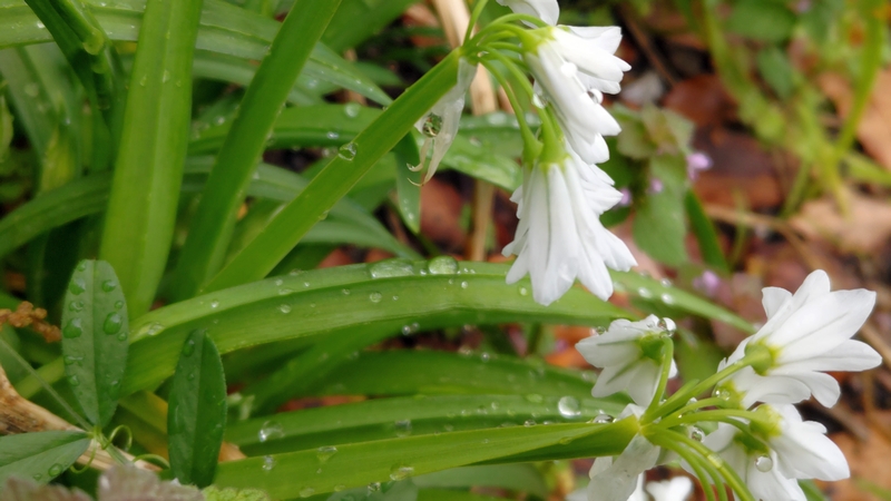 ミツカドネギの花 川崎市幸区さいわいふるさと公園