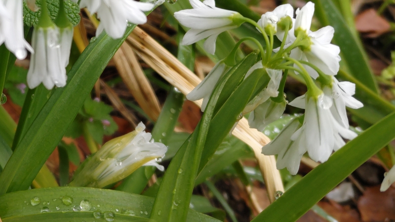 ミツカドネギの花 川崎市幸区さいわいふるさと公園