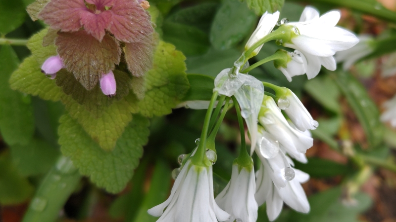 ミツカドネギとヒメオドリコソウの花 川崎市幸区さいわいふるさと公園