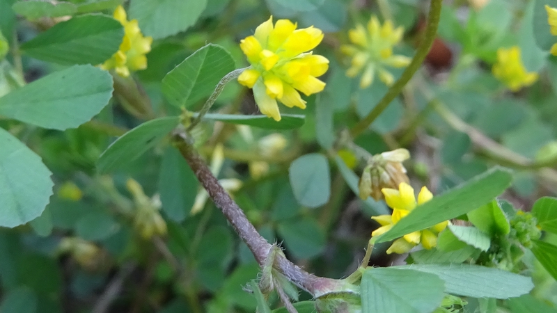 コメツブツメクサの花 川崎市幸区