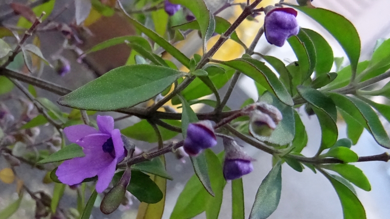 ミントブッシュの花 川崎市幸区創造のもり