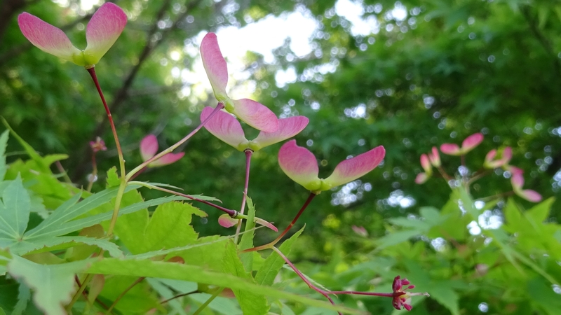 イロハモミジの果実 川崎市幸区さいわいふるさと公園
