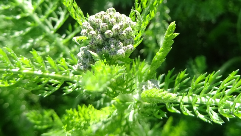 セイヨウノコギリソウの蕾 川崎市幸区さいわいふるさと公園