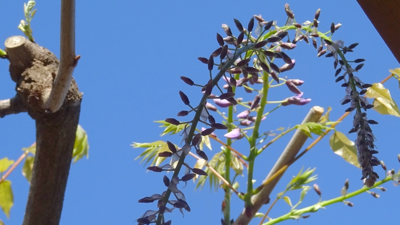 フジの蕾 川崎市幸区さいわいふるさと公園