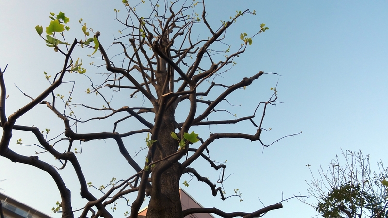 ユリノキ 川崎市幸区創造のもり