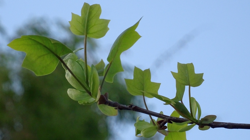ユリノキの若葉 川崎市幸区創造のもり