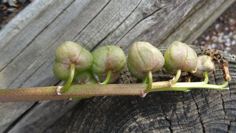 ヒヤシンスの果実 川崎市幸区創造のもり