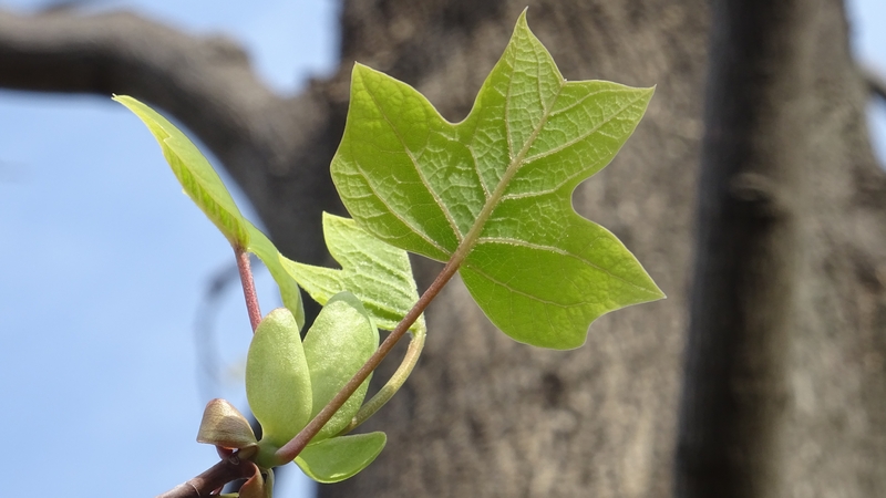 ユリノキの若葉 川崎市幸区創造のもり