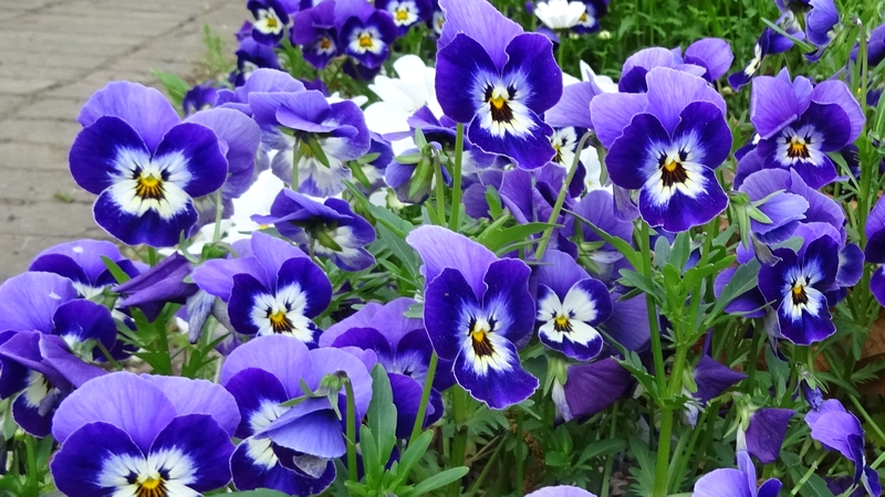 パンジーの花 川崎市幸区さいわいふるさと公園