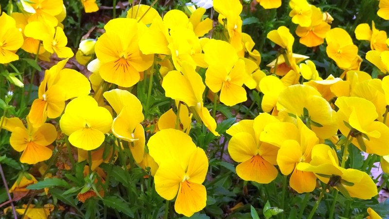 パンジーの花 川崎市幸区さいわいふるさと公園