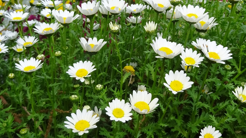 カンシロギクの花 川崎市幸区さいわいふるさと公園
