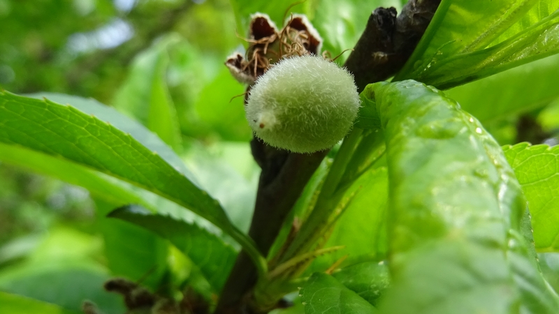 ハナモモの若い果実 川崎市幸区さいわいふるさと公園