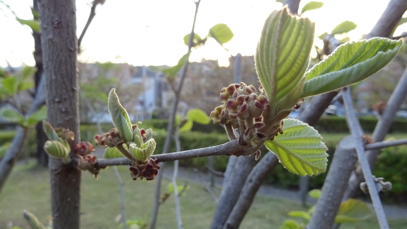 シナマンサクの花後と若葉 川崎市幸区創造のもり