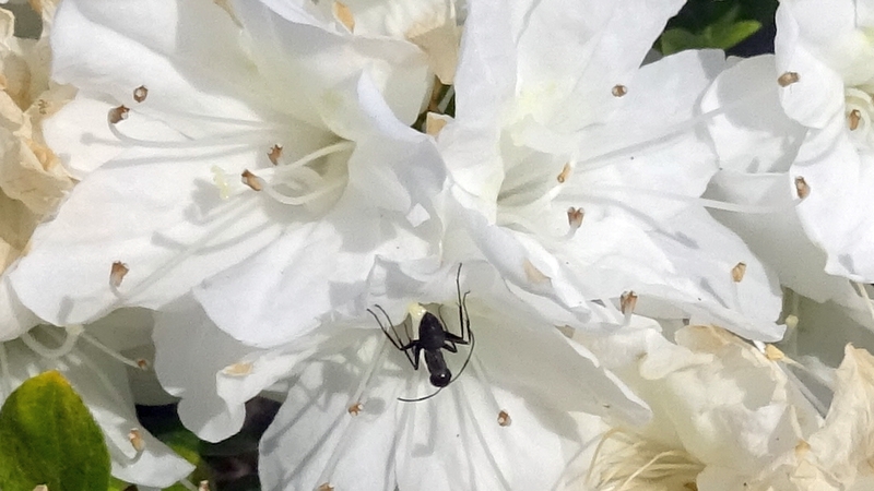 アザレアの花のクロオオアリ 横浜市旭区鶴ヶ峰