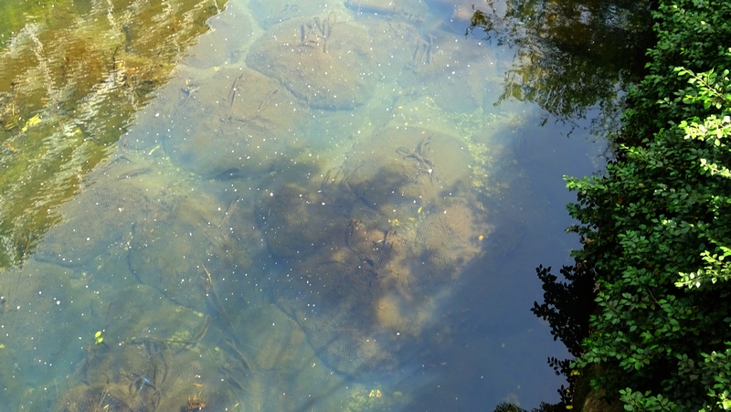 蛇籠 横浜市旭区鶴ヶ峰