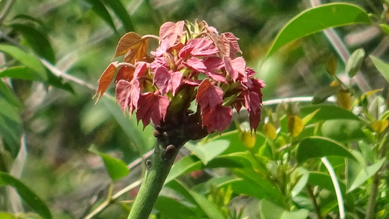 アオギリの若葉 横浜市旭区鶴ヶ峰