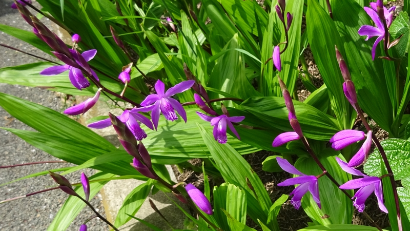 シランの花 横浜市旭区鶴ヶ峰鎧の渡し緑道