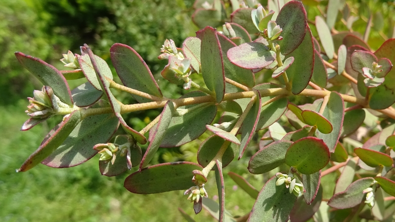 ユーカリ 横浜市旭区鶴ヶ峰鎧の渡し緑道