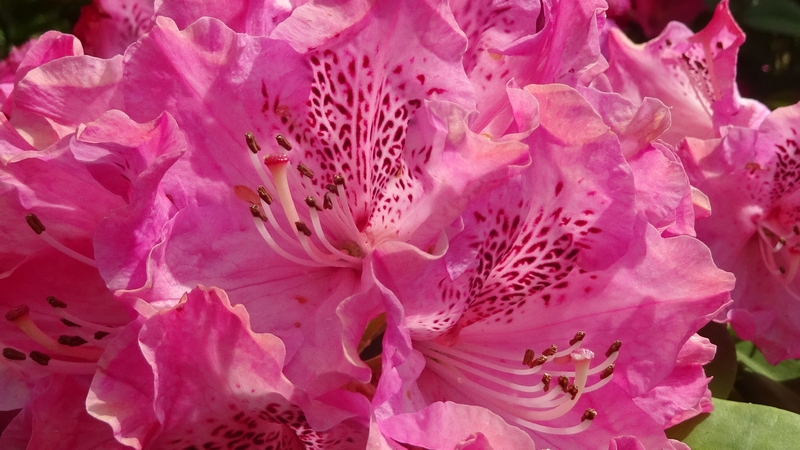 シャクナゲの花 横浜市旭区鶴ヶ峰鎧の渡し緑道