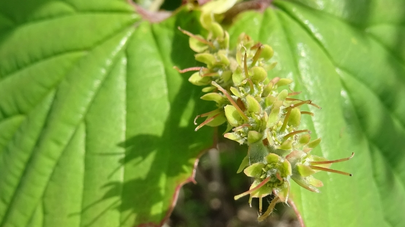 トサミズキの花後 横浜市旭区鶴ヶ峰鎧の渡し緑道