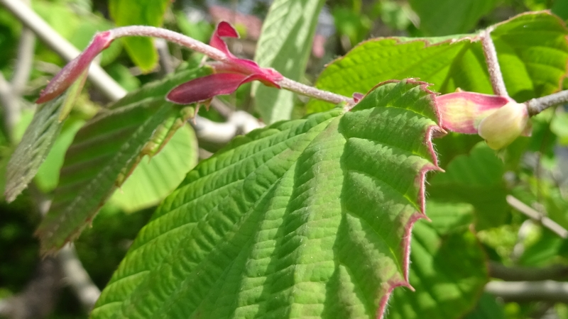 トサミズキの花後 横浜市旭区鶴ヶ峰鎧の渡し緑道