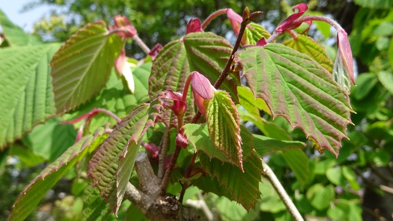 トサミズキの若葉 横浜市旭区鶴ヶ峰鎧の渡し緑道