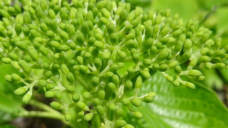 ミズキの蕾 横浜市旭区今川町