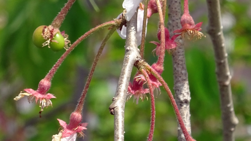 ヤエベニシダレの若い果実 横浜市旭区今川町