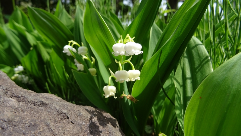 スズランの花 横浜市旭区今川町