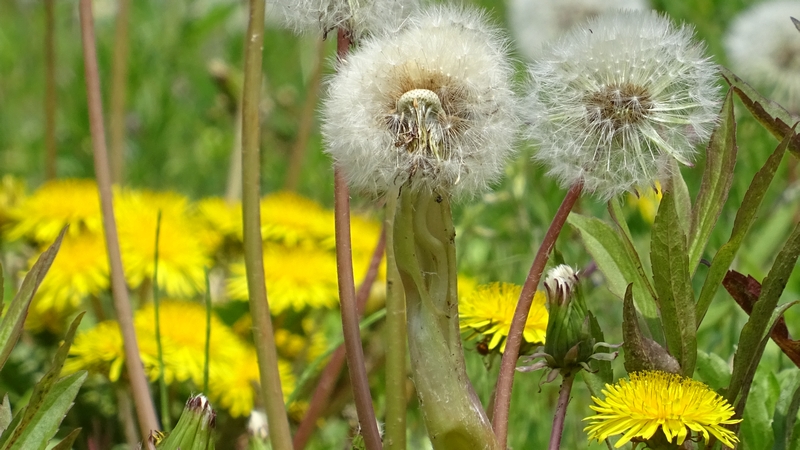 セイヨウタンポポの花と果実 横浜市旭区今川町