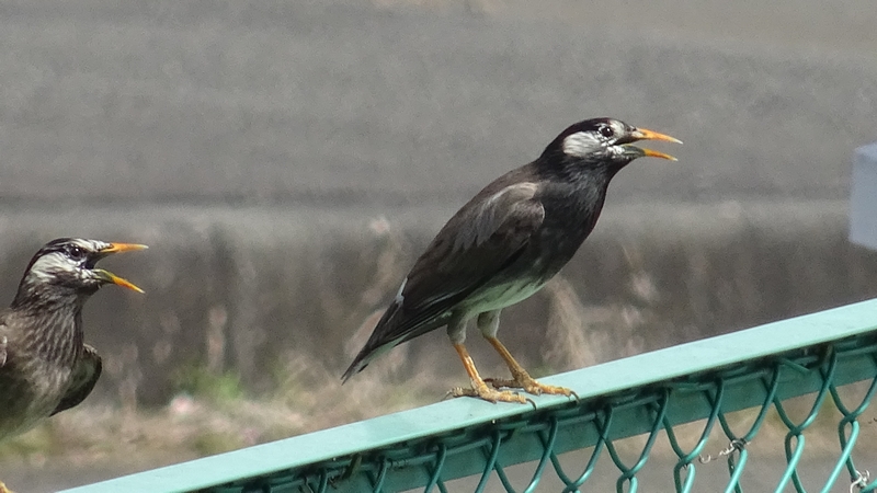 ムクドリ 横浜市旭区今川町