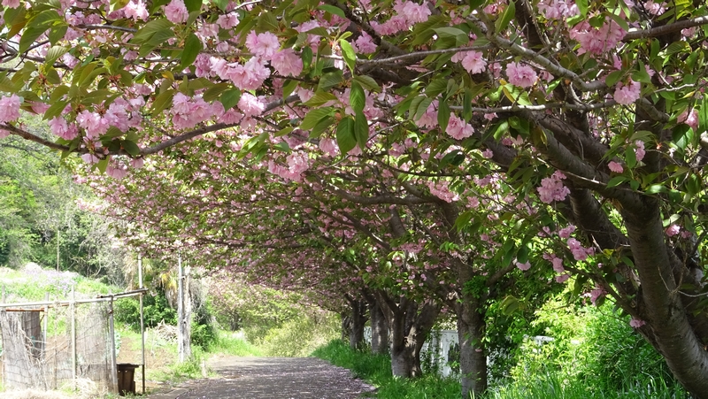 カンザンの花 横浜市旭区今川町