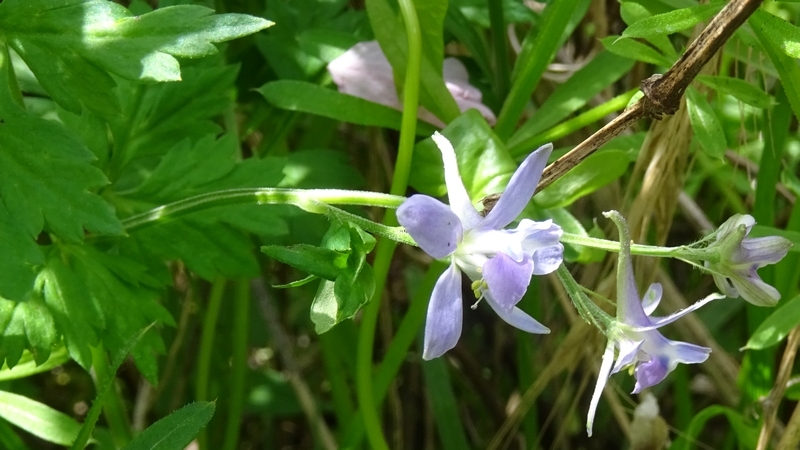 セリバヒエンソウの花 横浜市旭区今川町