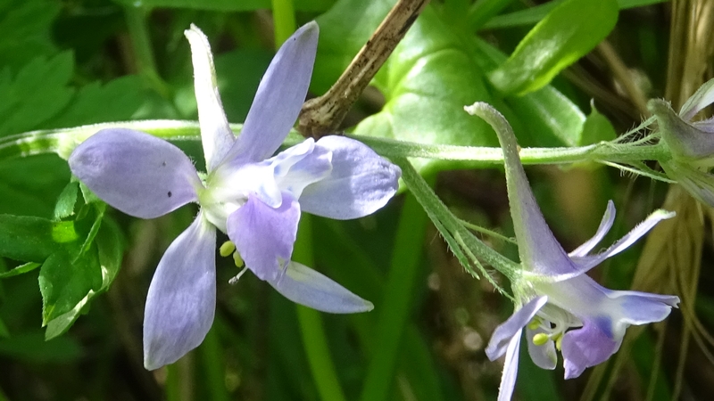 セリバヒエンソウの花 横浜市旭区今川町