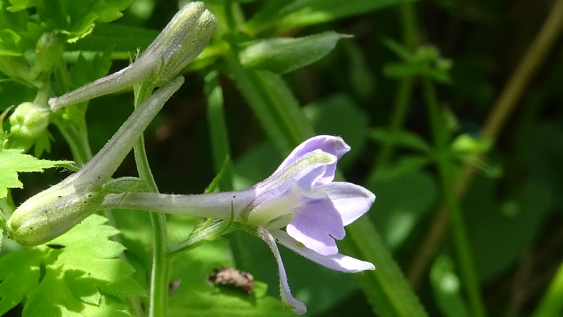 セリバヒエンソウの花 横浜市旭区今川町