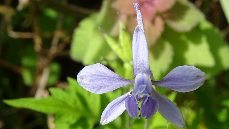セリバヒエンソウの花 横浜市旭区今川町