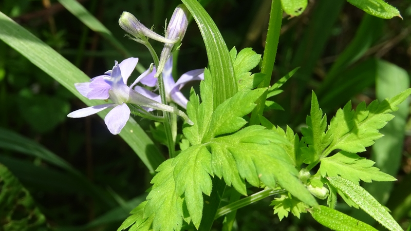 セリバヒエンソウの花 横浜市旭区今川町