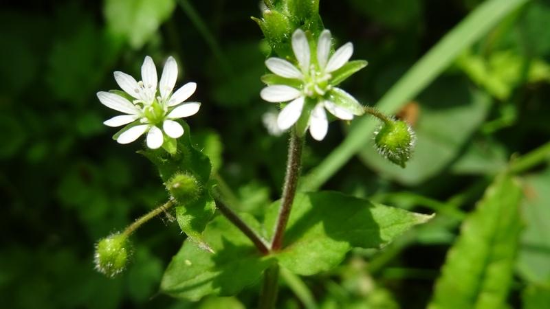 ウシハコベの花 横浜市旭区今川町