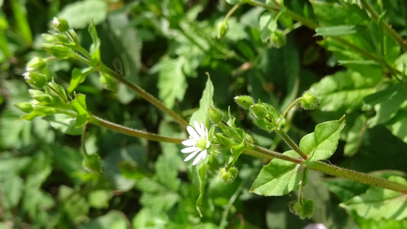 ウシハコベの花 横浜市旭区今川町