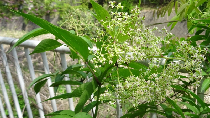 ニワトコの花 横浜市旭区今川町