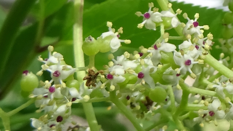 ニワトコの花 横浜市旭区今川町