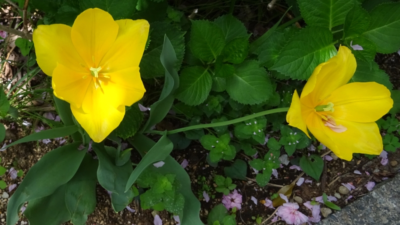 チューリップの花 横浜市旭区今宿東町