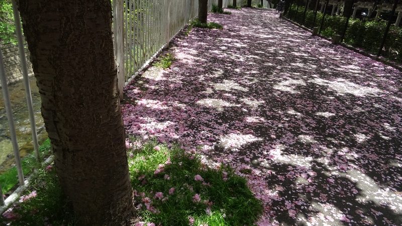 カンザンの花弁 横浜市旭区今宿東町