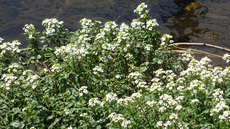 オランダガラシの花 横浜市旭区今宿東町